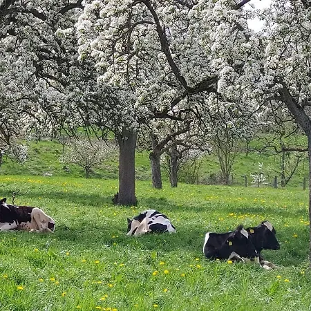 Gartenglueck, Entspannt Wohnen Am Obstwanderweg Leichlingen